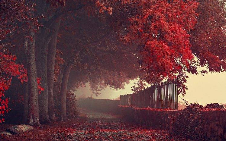 nature, Landscape, Fall, Road, Path, Fence, Trees, Leaves, Red, Mist HD Wallpaper Desktop Background
