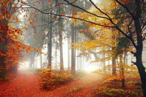 mist, Landscape, Nature, Forest, Morning, Trees, Lights, Crossroads, Fall, Path