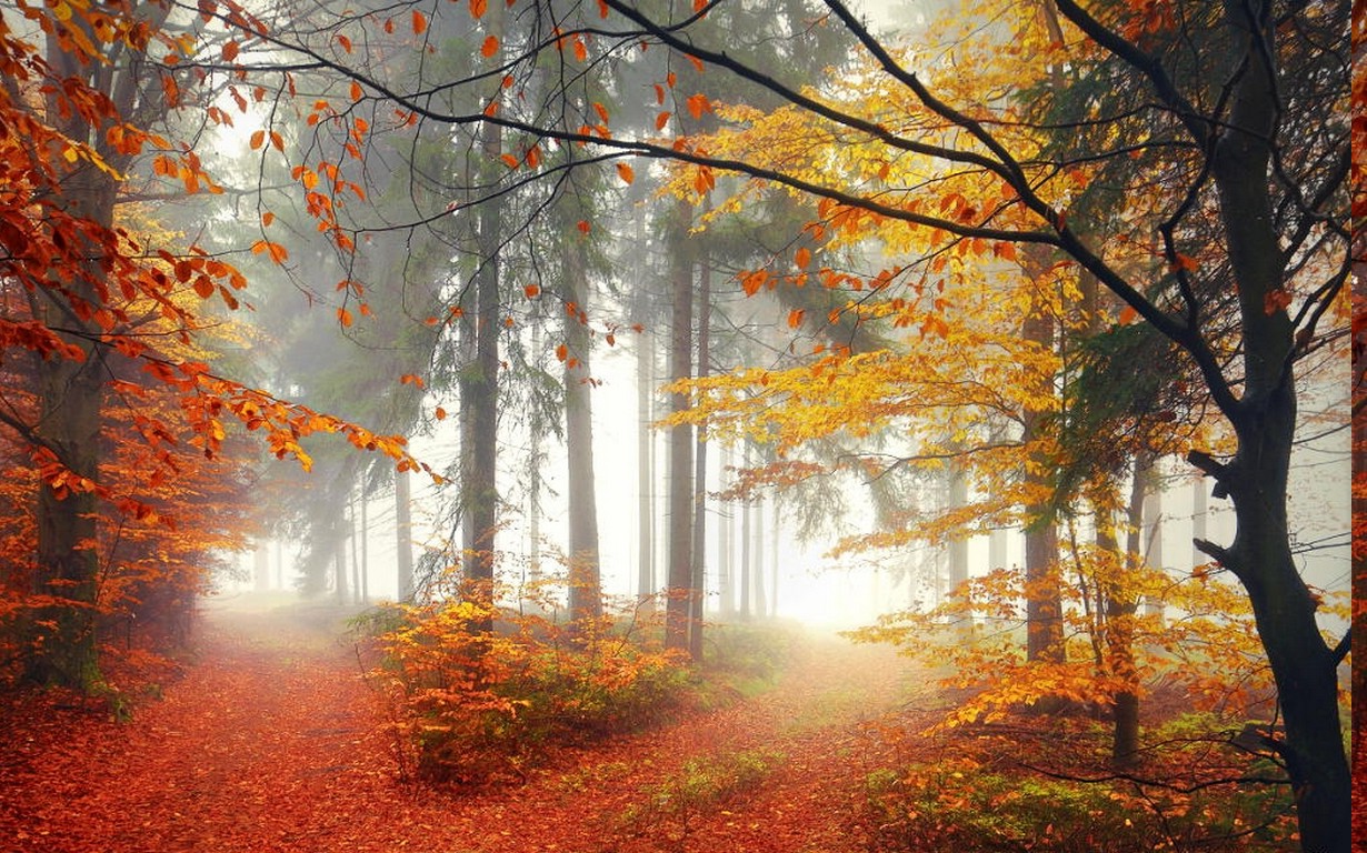 mist, Landscape, Nature, Forest, Morning, Trees, Lights, Crossroads, Fall, Path Wallpaper