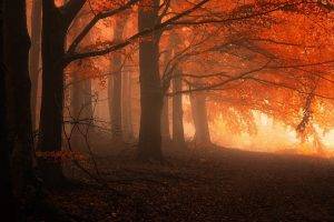 landscape, Nature, Mist, Forest, Fall, Trees, Leaves, Sunrise, Orange, Calm
