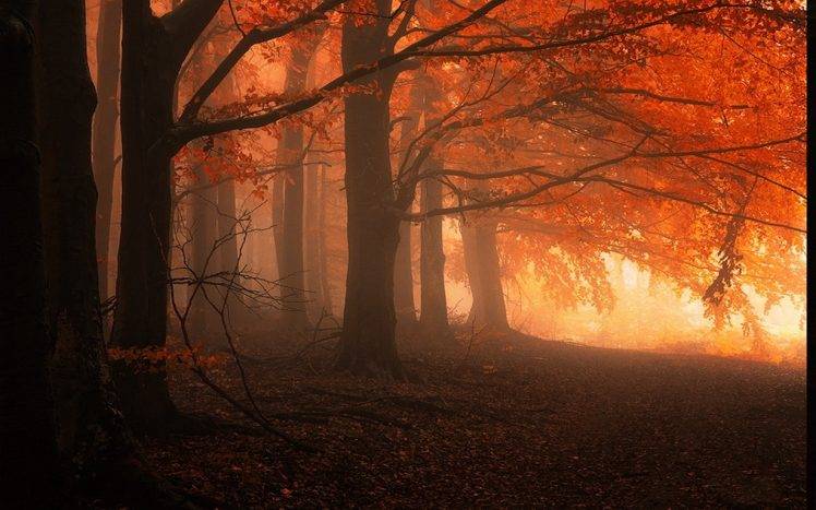 landscape, Nature, Mist, Forest, Fall, Trees, Leaves, Sunrise, Orange, Calm HD Wallpaper Desktop Background