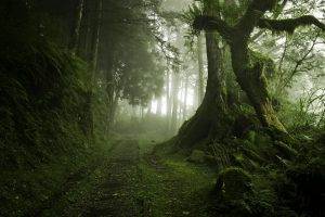 landscape, Nature, Mist, Path, Moss, Trees, Forest, Morning, Green