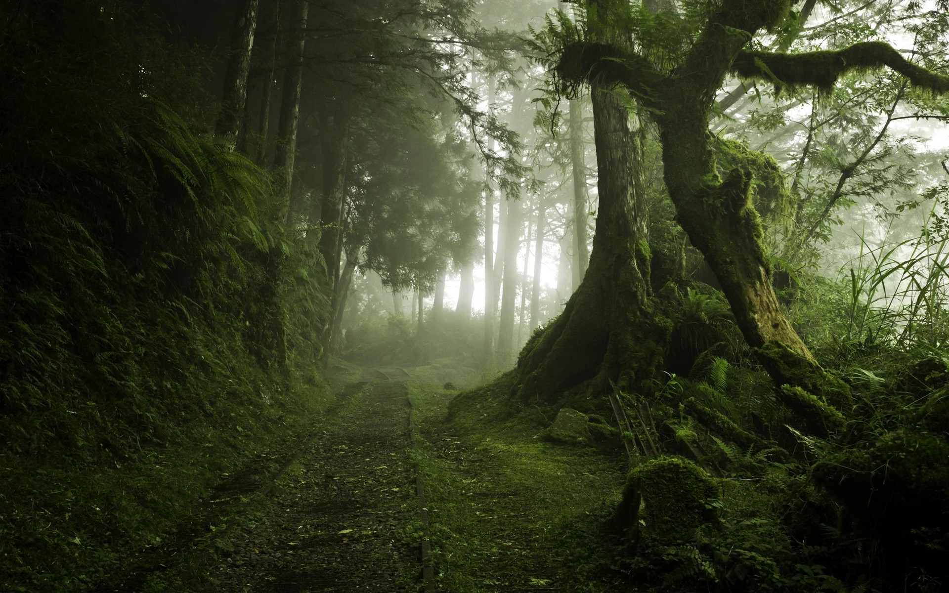 landscape, Nature, Mist, Path, Moss, Trees, Forest, Morning, Green Wallpaper