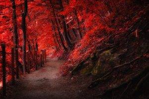 landscape, Nature, Fall, Red, Path, Fence, Mountain, Forest, Trees, Roots