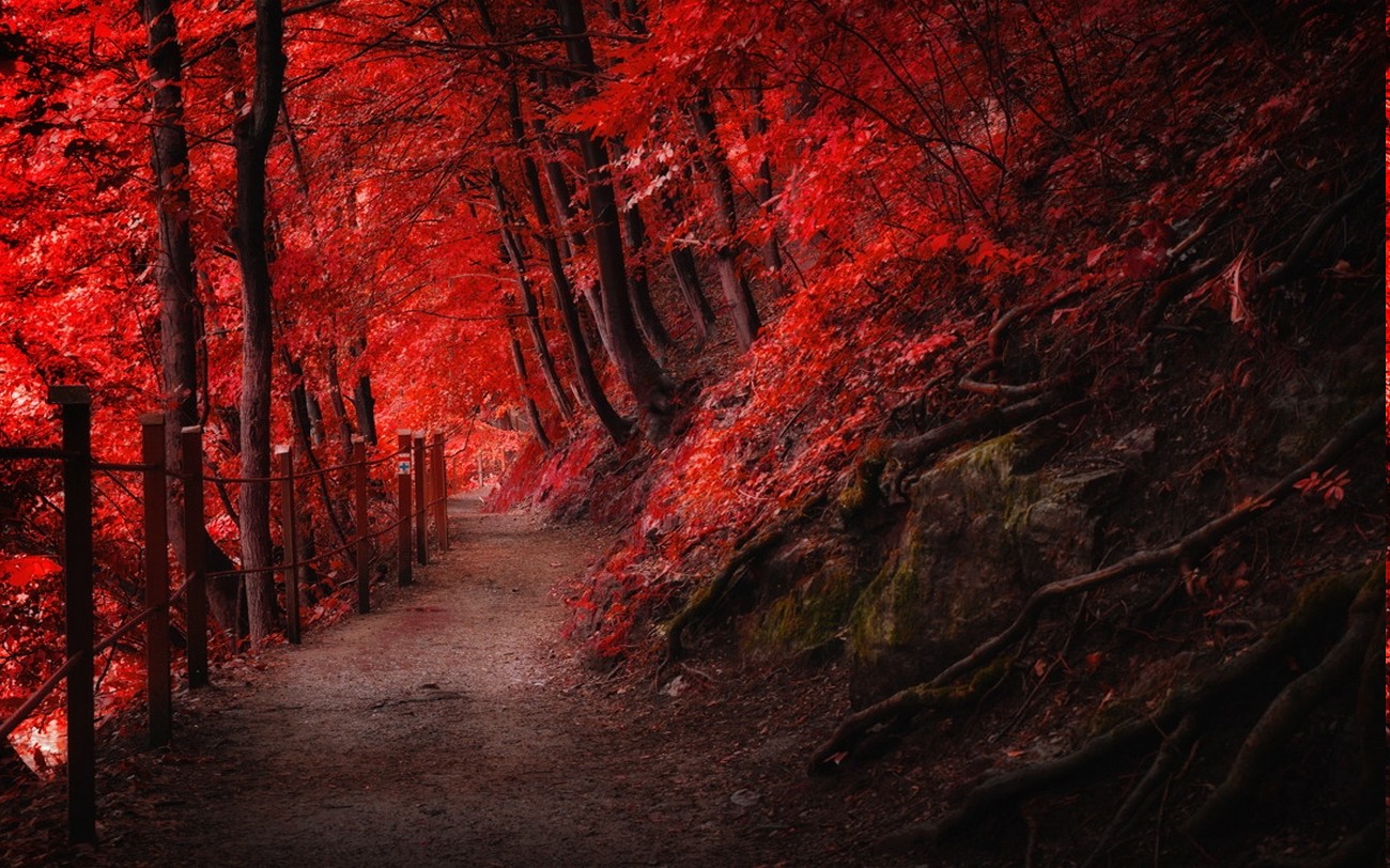 landscape, Nature, Fall, Red, Path, Fence, Mountain, Forest, Trees
