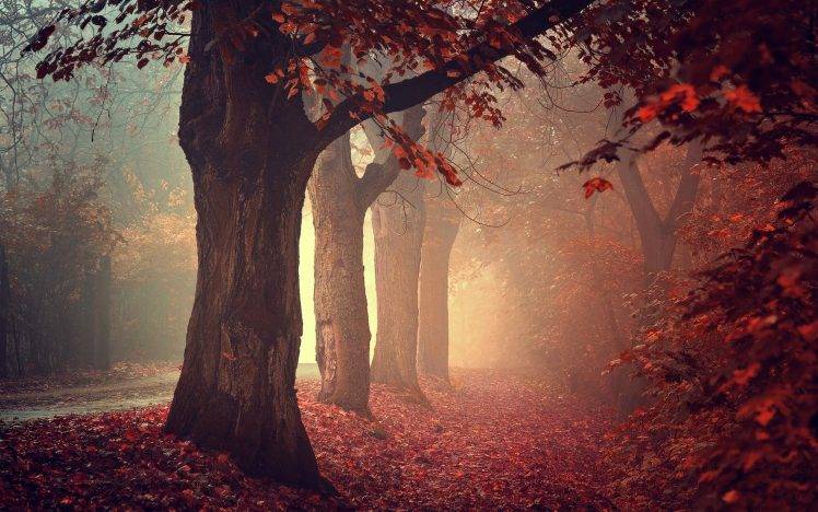 nature, Landscape, Mist, Road, Leaves, Fall, Trees, Red, Morning HD Wallpaper Desktop Background