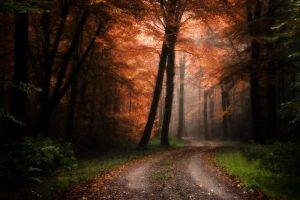 nature, Landscape, Forest, Road, Trees, Sunlight, Grass, Mist, Shrubs, Path, Fall, Leaves