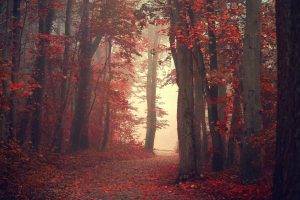 landscape, Nature, Fall, Trees, Mist, Path, Red, Leaves, Forest, Red Leaves