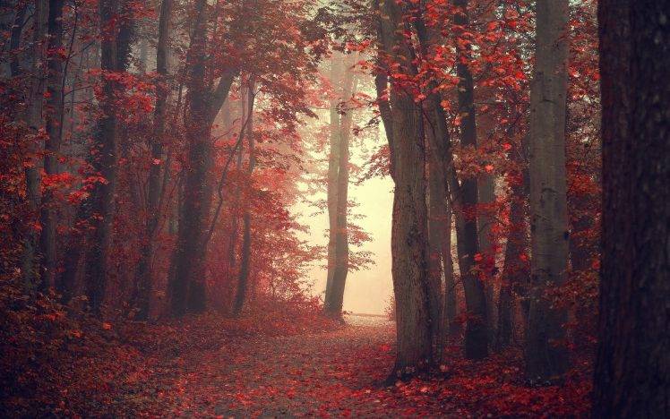 landscape, Nature, Fall, Trees, Mist, Path, Red, Leaves, Forest, Red Leaves HD Wallpaper Desktop Background