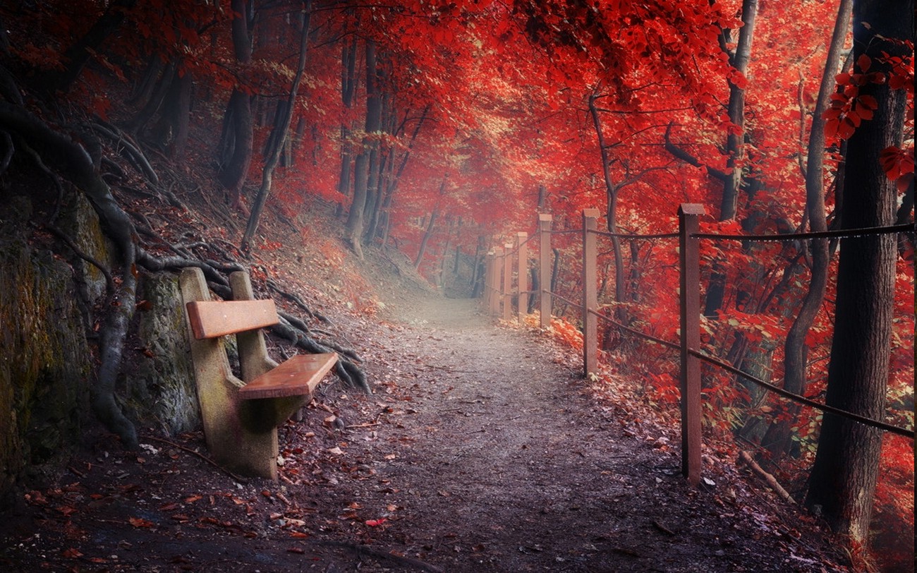 nature, Landscape, Fall, Path, Bench, Fence, Forest, Roots, Mountain, Mist, Red Wallpaper