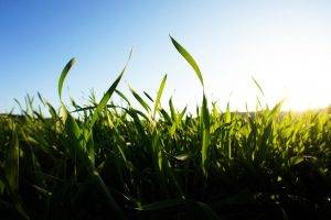 grass, Blurred, Depth Of Field, Nature, Landscape, Green, Clear Sky, Macro