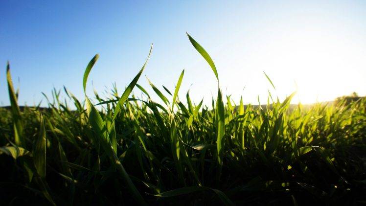 grass, Blurred, Depth Of Field, Nature, Landscape, Green, Clear Sky, Macro HD Wallpaper Desktop Background