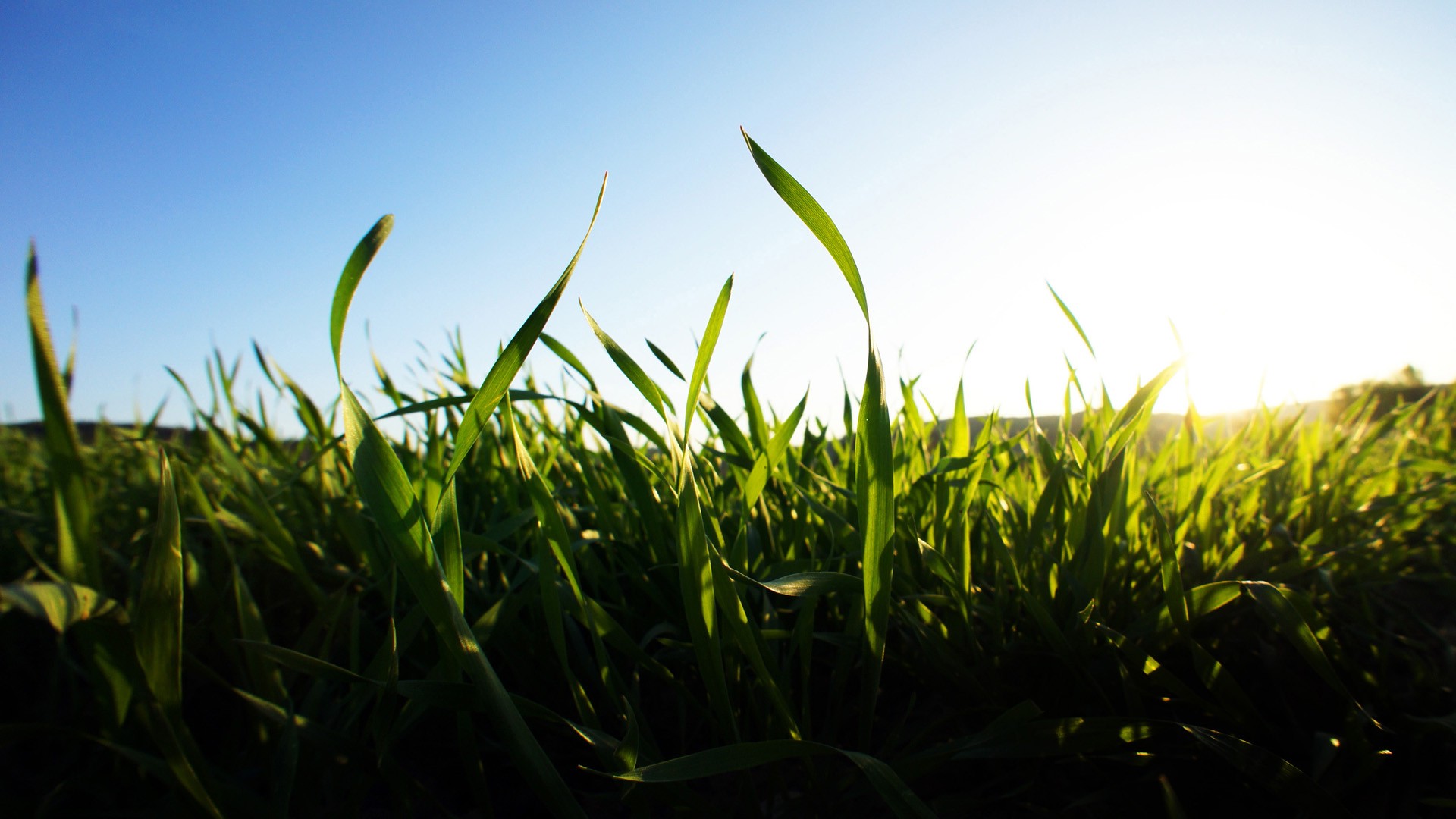 grass, Blurred, Depth Of Field, Nature, Landscape, Green, Clear Sky, Macro Wallpaper