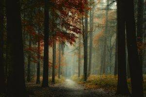 nature, Landscape, Forest, Mist, Path, Trees, Morning, Fall