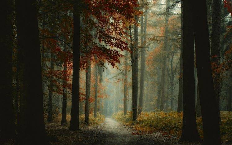 nature, Landscape, Forest, Mist, Path, Trees, Morning, Fall HD Wallpaper Desktop Background