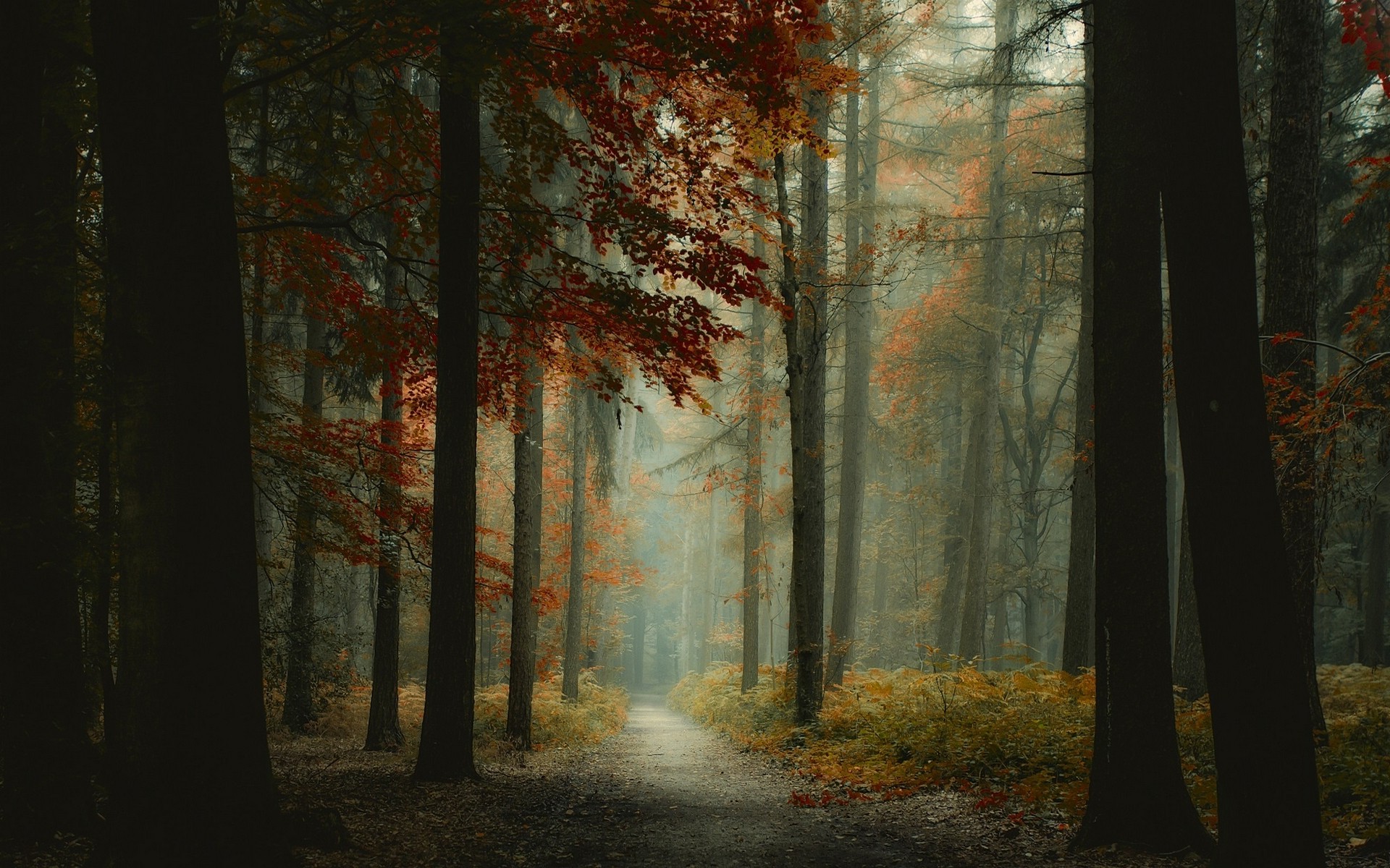 nature, Landscape, Forest, Mist, Path, Trees, Morning, Fall Wallpaper