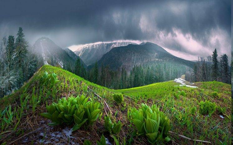 mist, Nature, Landscape, Spring, Mountain, Forest, Clouds, Rain, Trees, China, Shrubs HD Wallpaper Desktop Background