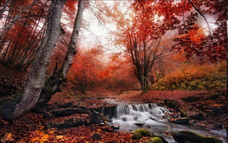 nature, Landscape, Fall, Mist, Forest, Leaves, Creeks, Red, Trees, Morning HD Wallpaper Desktop Background