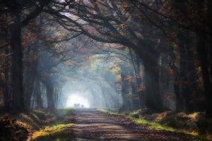 nature, Landscape, Road, Leaves, Sun Rays, Mist, Trees, Grass, Tunnel