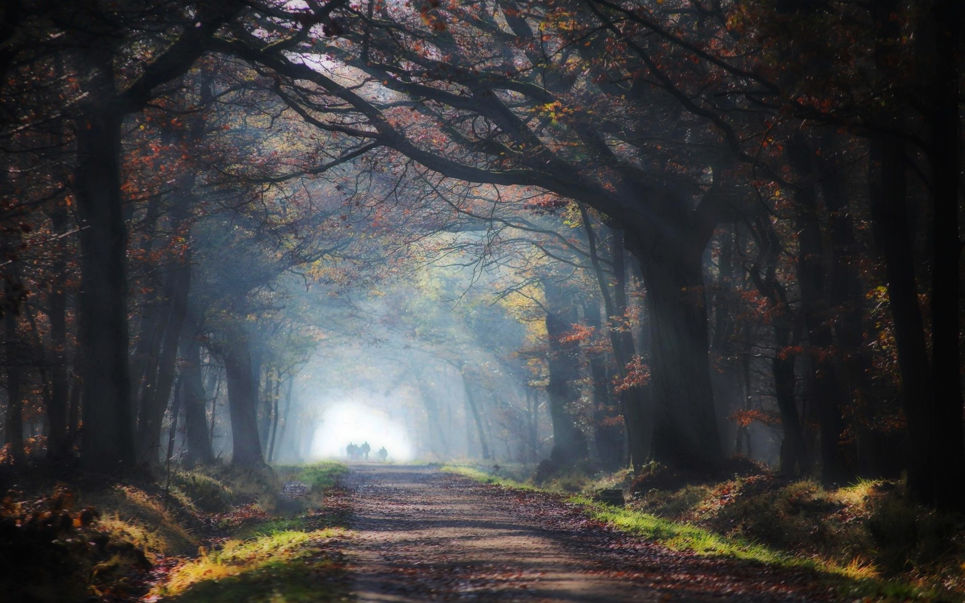 nature, Landscape, Road, Leaves, Sun Rays, Mist, Trees, Grass, Tunnel Wallpaper