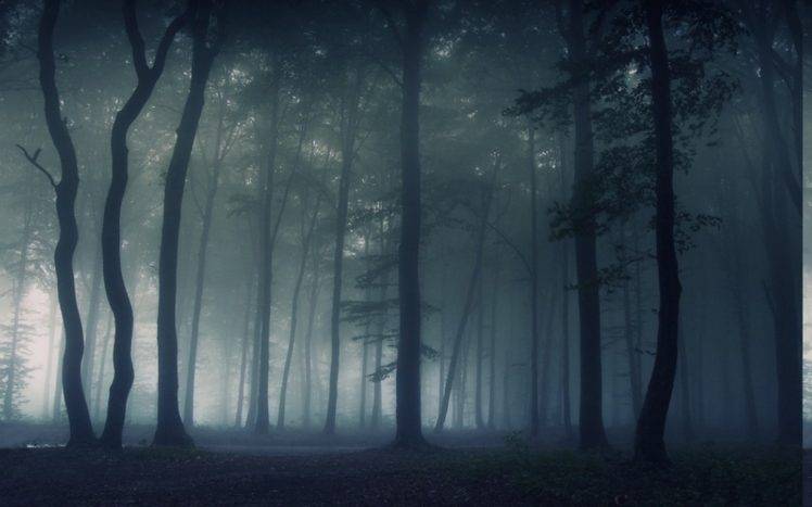 nature, Landscape, Mist, Dark, Forest, Morning, Trees Wallpapers HD ...