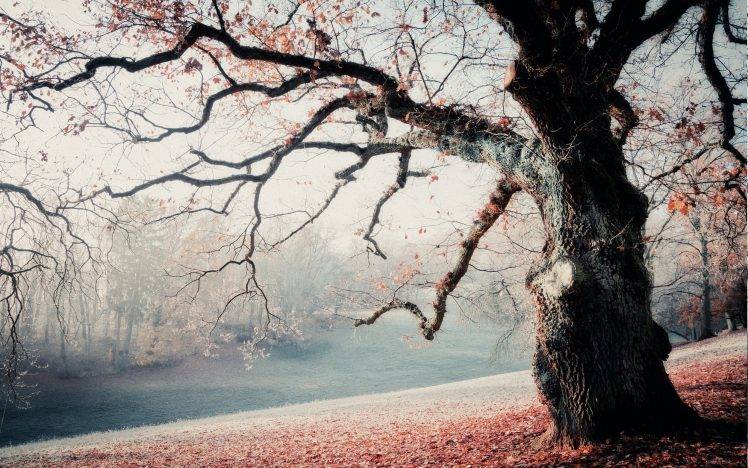 nature, Landscape, Frost, Park, Trees, Leaves, Mist, Sunrise, Morning HD Wallpaper Desktop Background