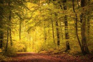 nature, Landscape, Fall, Path, Trees, Leaves, Mist, Sunlight