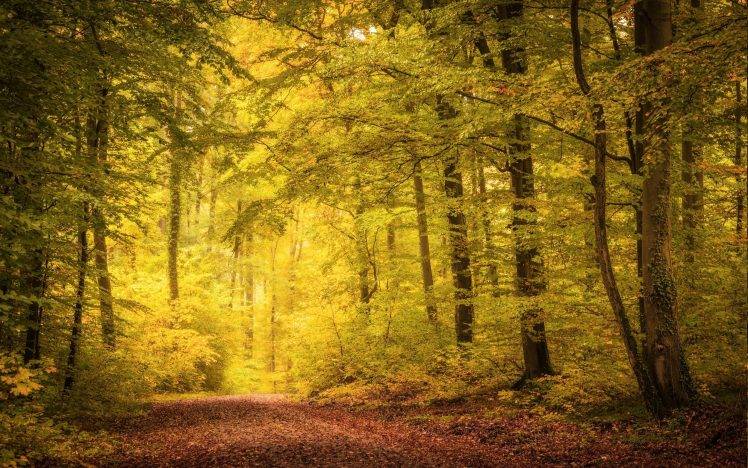 nature, Landscape, Fall, Path, Trees, Leaves, Mist, Sunlight HD Wallpaper Desktop Background