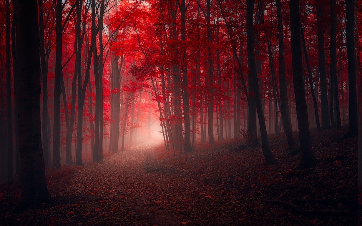 nature, Landscape, Trees, Fall, Red, Path, Leaves, Mist, Forest, Sunrise, Sunlight Wallpaper