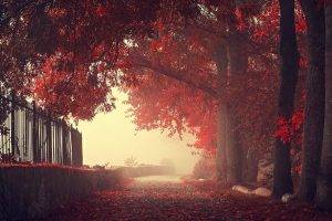 nature, Landscape, Fall, Fence, Trees, Walls, Mist, Road, Leaves, Red