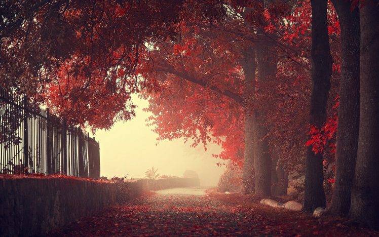 nature, Landscape, Fall, Fence, Trees, Walls, Mist, Road, Leaves, Red HD Wallpaper Desktop Background