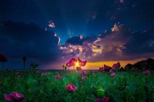 nature, Landscape, Sun Rays, Sunset, Spring, Flowers, Clouds, Green, Magenta, Field, Yellow