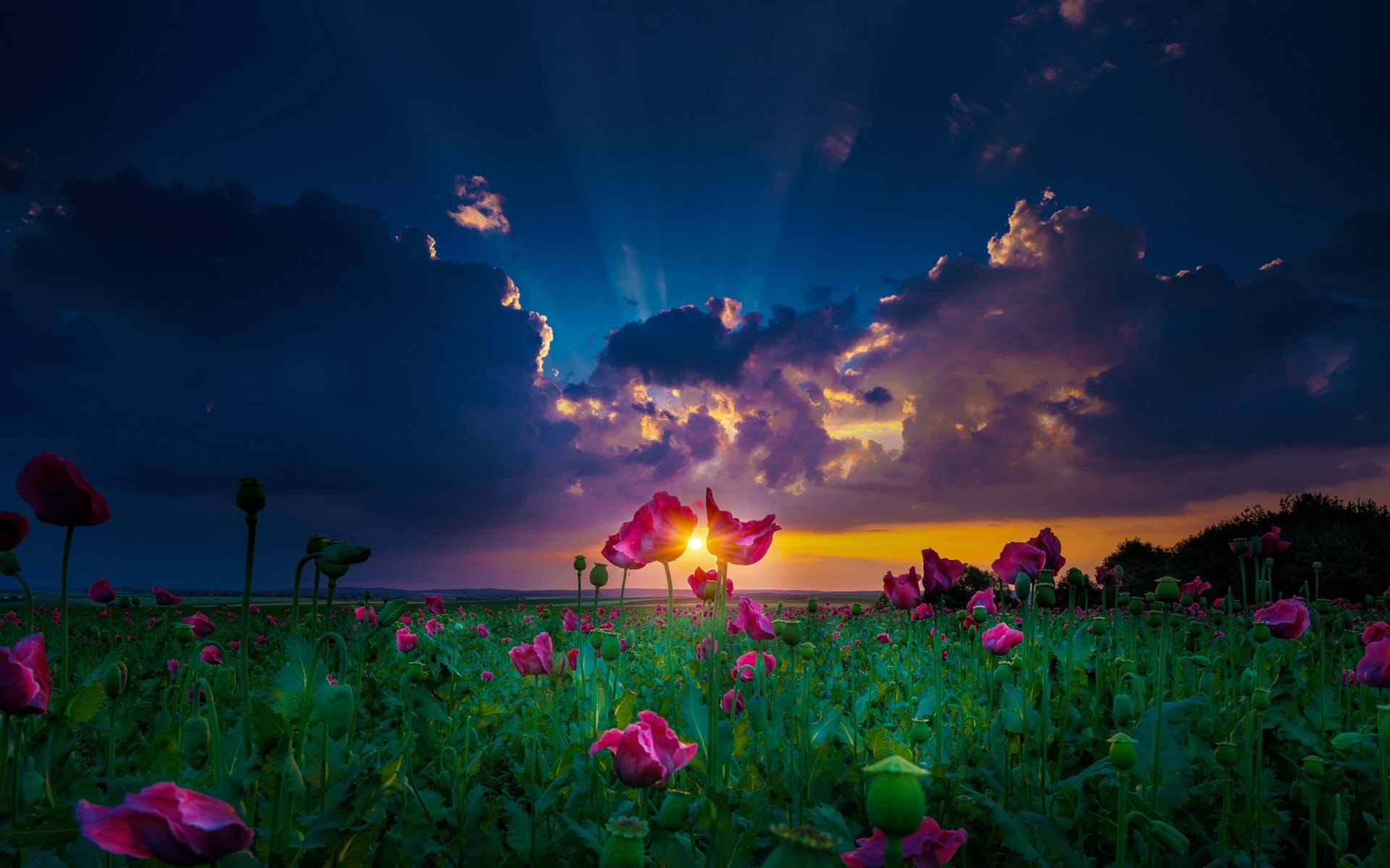 nature, Landscape, Sun Rays, Sunset, Spring, Flowers, Clouds, Green, Magenta, Field, Yellow Wallpaper