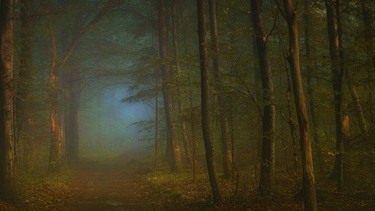 nature, Landscape, Mist, Morning, Path, Forest, Leaves, Trees, Sunrise HD Wallpaper Desktop Background