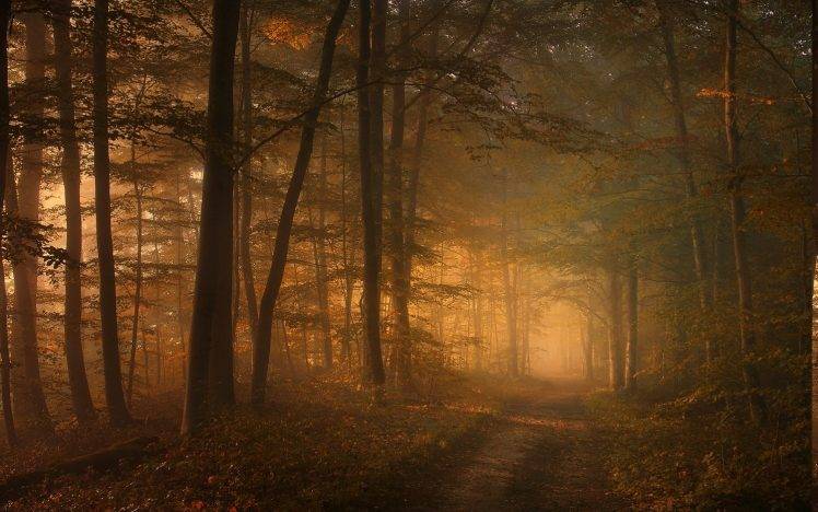 nature, Landscape, Path, Mist, Morning, Forest, Leaves, Sunlight, Trees, Sunrise HD Wallpaper Desktop Background