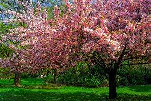landscape, Nature, Cherry Blossom, Trees, Lawns, Park, Flowers, Spring, Pink, Green