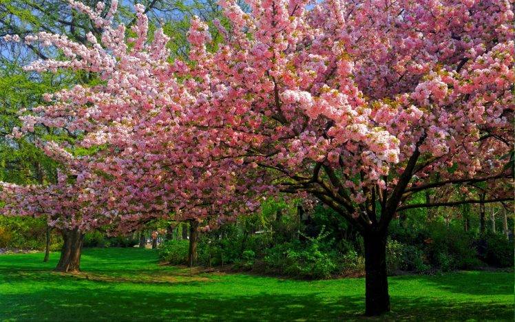 landscape, Nature, Cherry Blossom, Trees, Lawns, Park, Flowers, Spring, Pink, Green HD Wallpaper Desktop Background