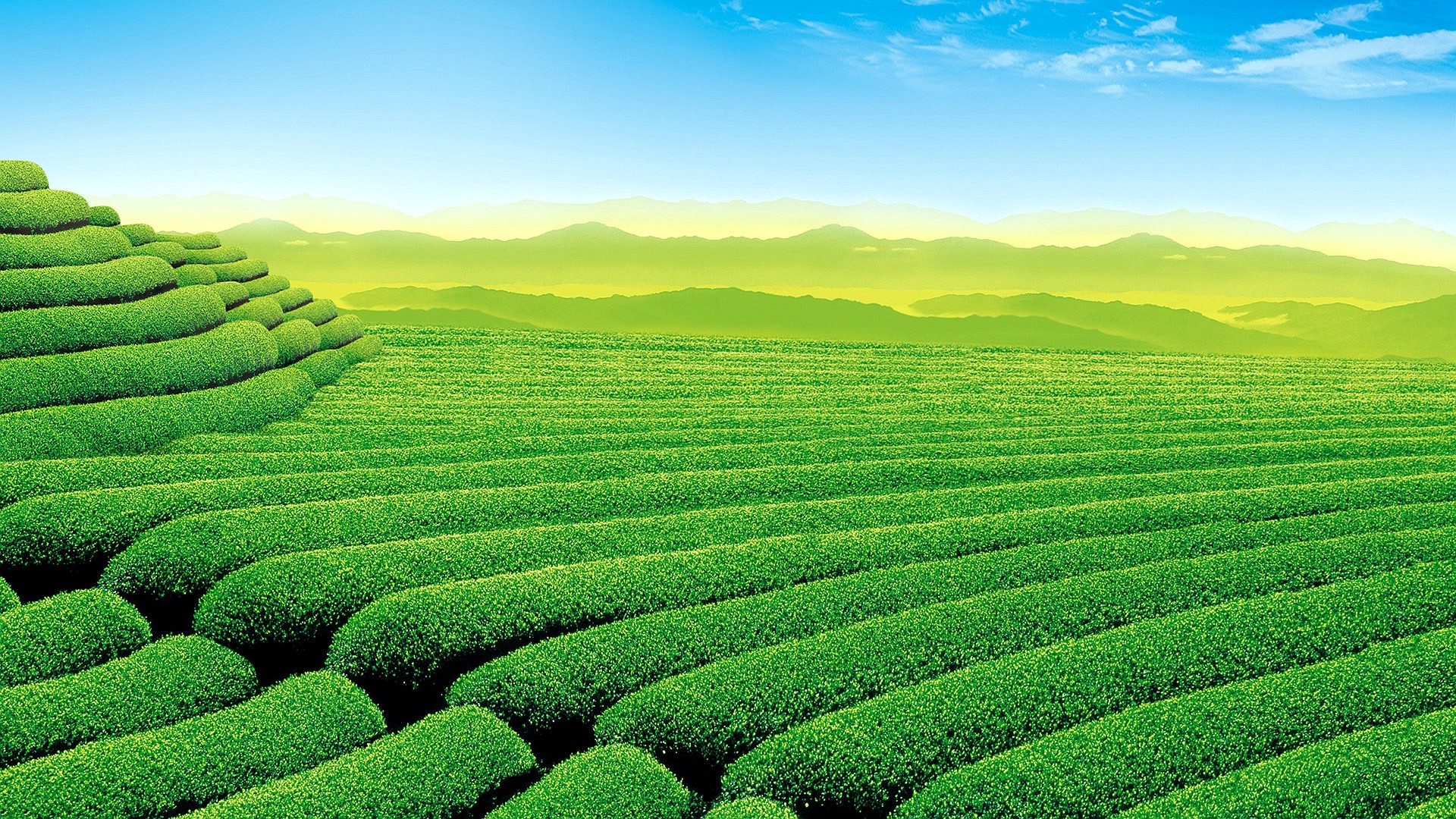 plants, Tea, Landscape Wallpaper