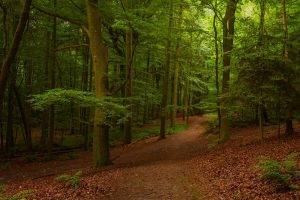 nature, Landscape, Forest, Leaves, Summer, Trees, Path, Morning