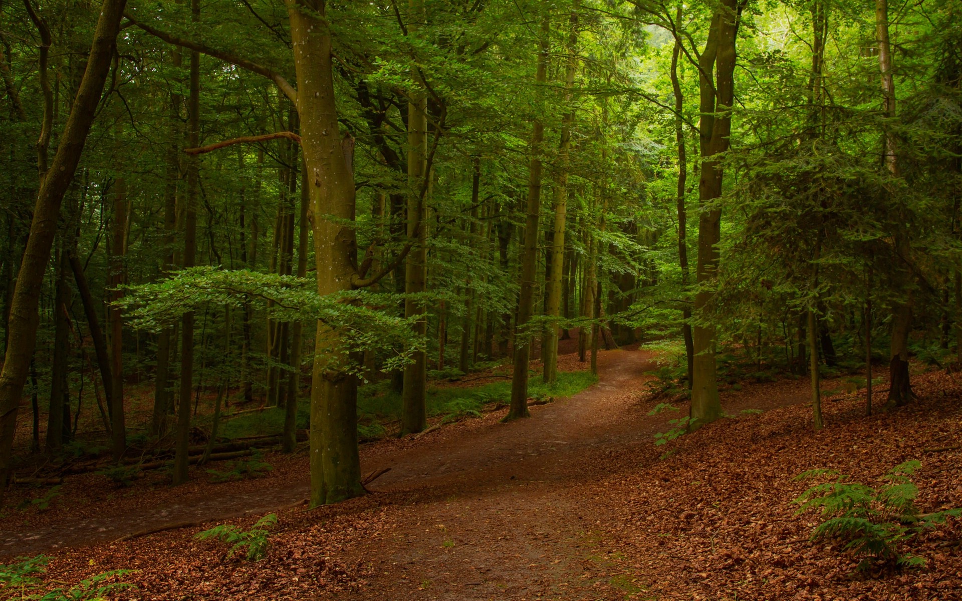 nature, Landscape, Forest, Leaves, Summer, Trees, Path, Morning Wallpaper
