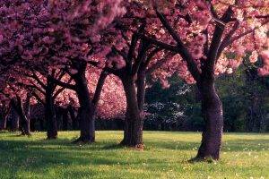 spring, Trees, Nature, Dandelion, Landscape, Seasons, Depth Of Field, Photography