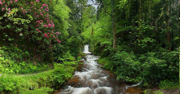 nature, Landscape, Forest, Waterfall, Flowers, Trees, Shrubs, Green, Pink, Creeks, Spring HD Wallpaper Desktop Background