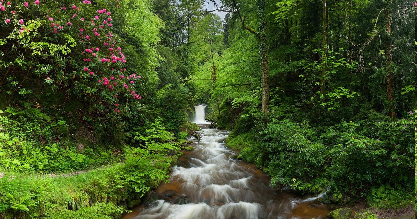nature, Landscape, Forest, Waterfall, Flowers, Trees, Shrubs, Green, Pink, Creeks, Spring Wallpaper