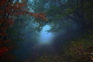 nature, Landscape, Path, Mist, Forest, Morning, Leaves, Trees, Hill, Fall