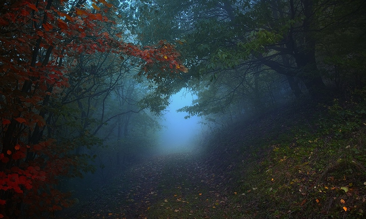nature, Landscape, Path, Mist, Forest, Morning, Leaves, Trees, Hill, Fall Wallpaper
