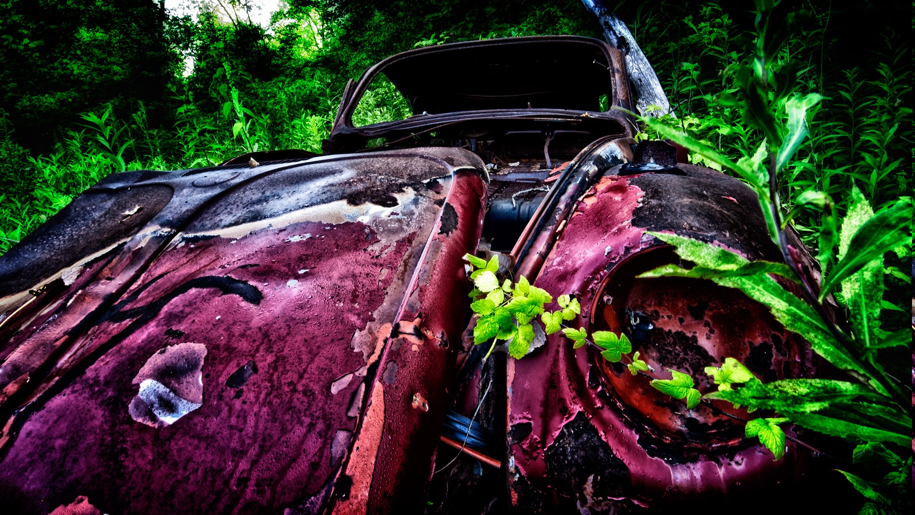 car, Vintage, Rust, Green, Plants, Wreck, Pink Wallpaper