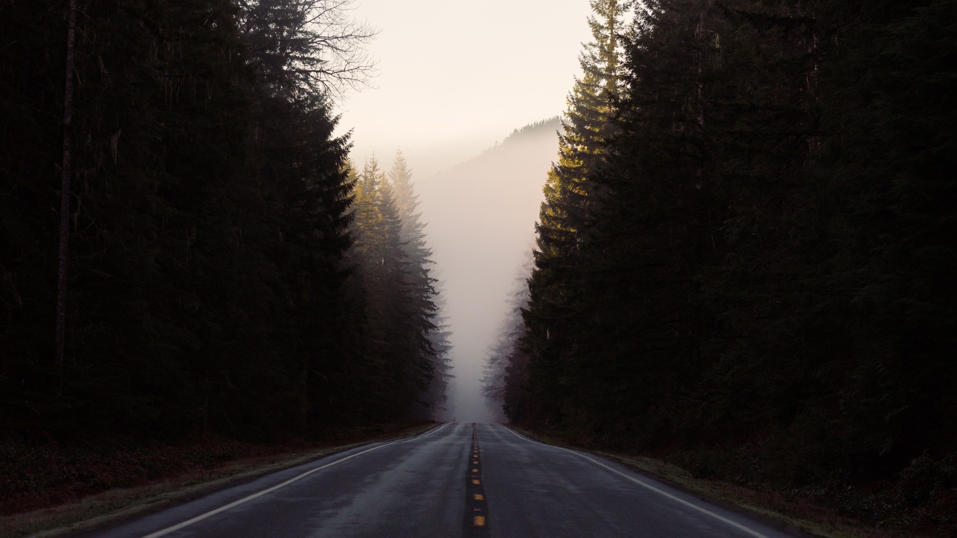 nature, Landscape, Road, Trees, Forest, Mist, Hill Wallpaper