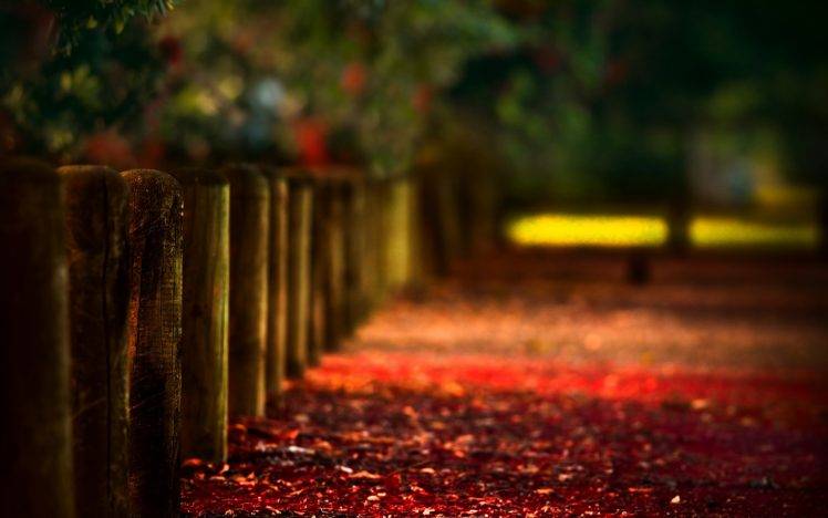 path, Blurred, Fence, Wood, Depth Of Field, Bokeh, Leaves, Photography, Nature, Landscape, Fall, Red HD Wallpaper Desktop Background