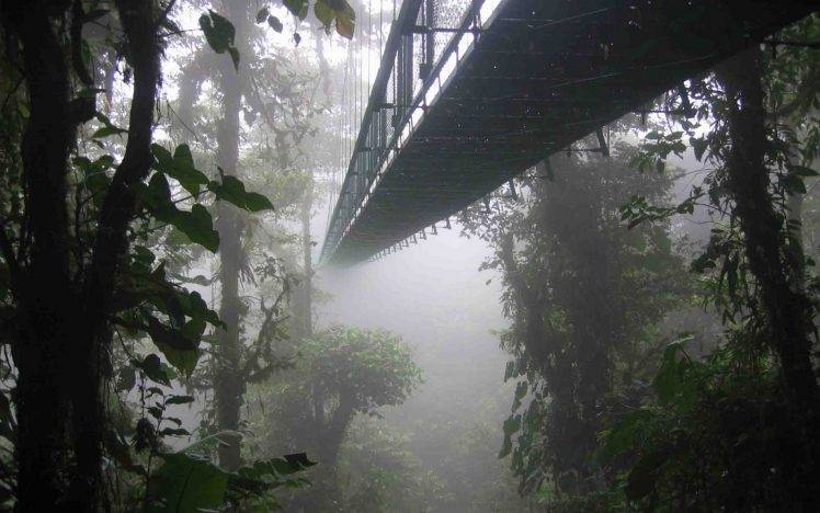 landscape, Nature, Mist, Forest, Bridge, Costa Rica, Trees HD Wallpaper Desktop Background
