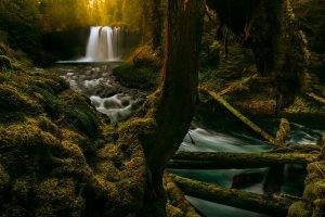 landscape, Nature, Moss, Waterfall, Forest, Sunrise, Oregon, Trees, Ferns, River